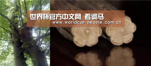 世界杯官方中文网_看调马