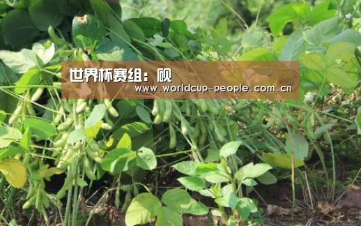 世界杯官方中文网